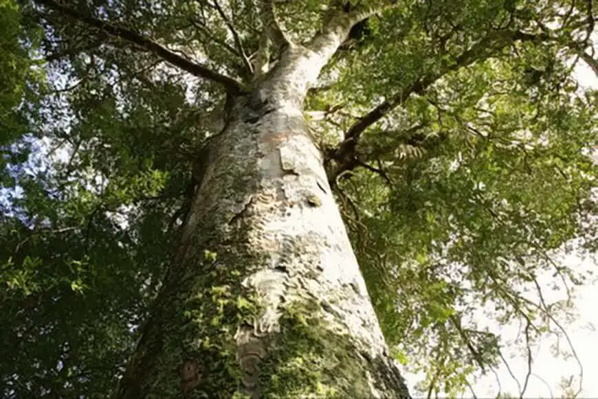 tree removal and inspection