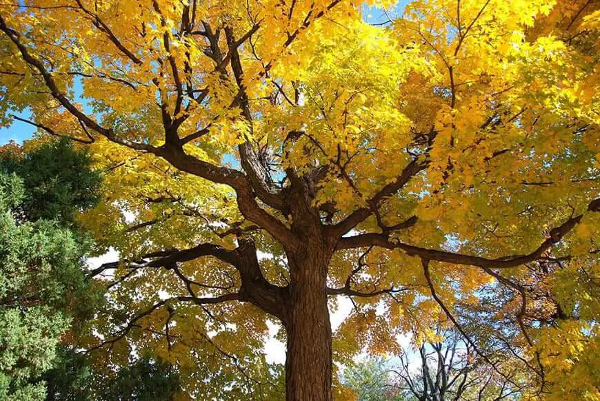 winter oak and tree removal edwardsville il