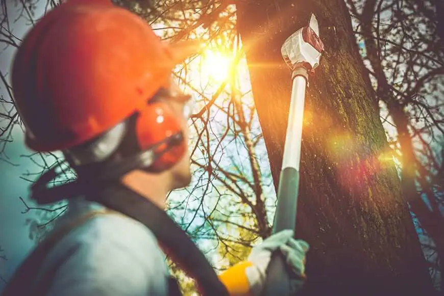 tree removal and pruning