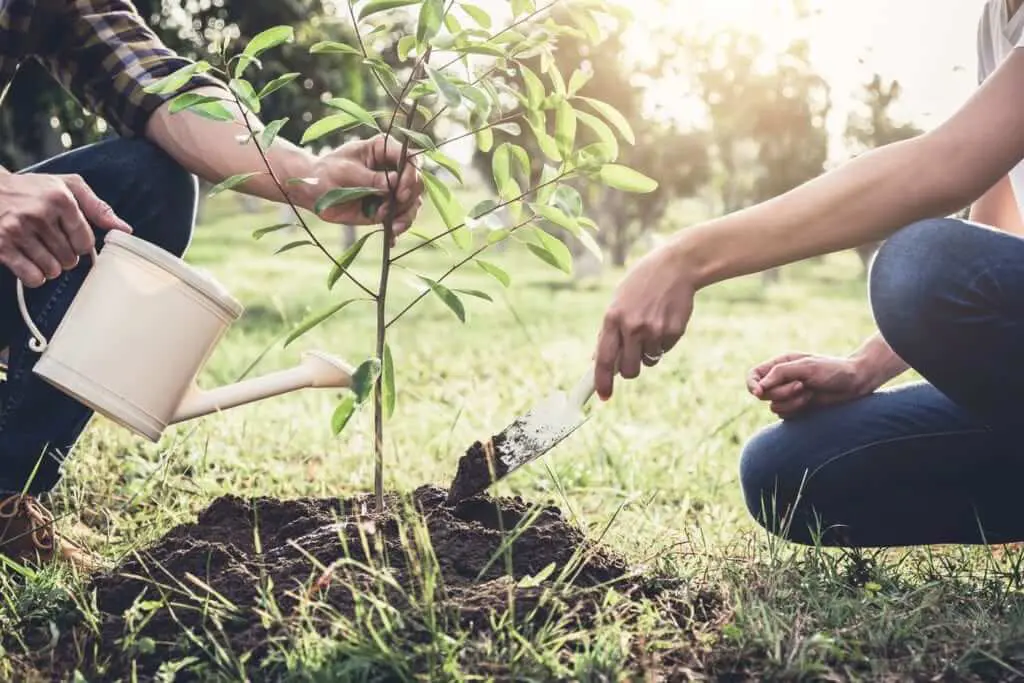 tree planting techniques