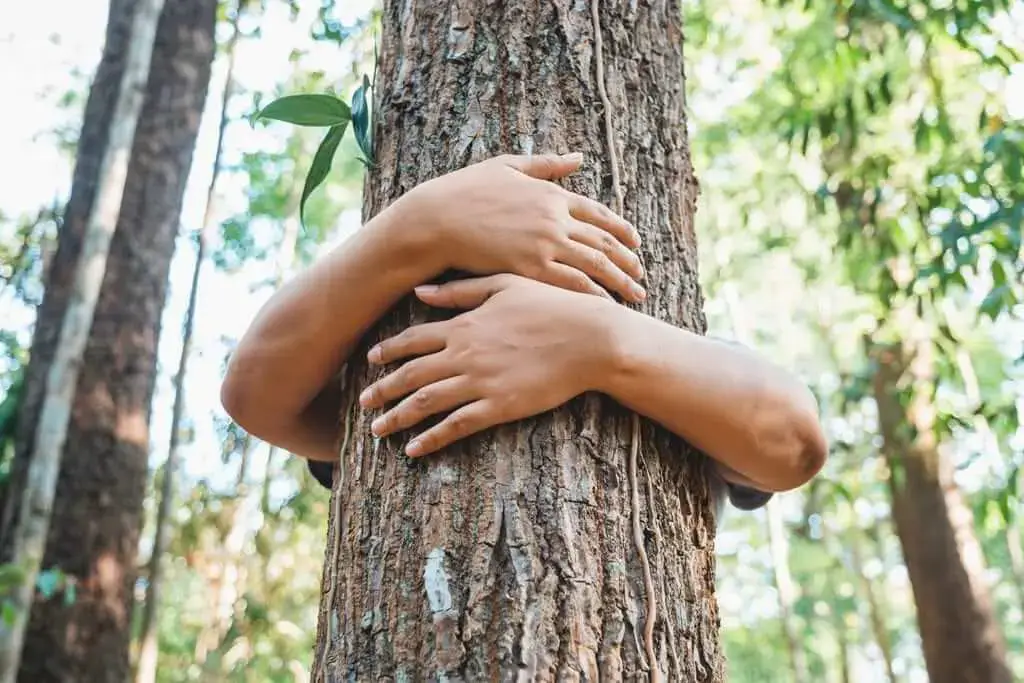 tree care waterloo il