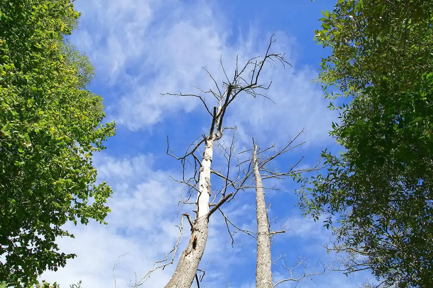 Symptoms of a Dead Tree at Your Home or Business in Collinsville, Illinois