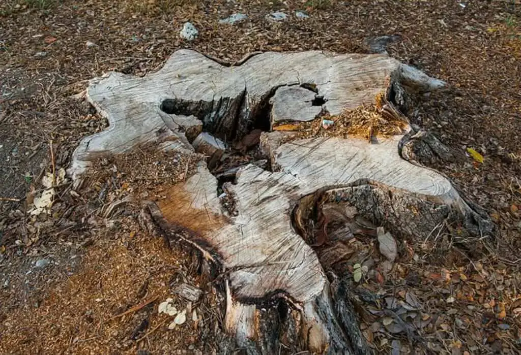 stump removal and grinding