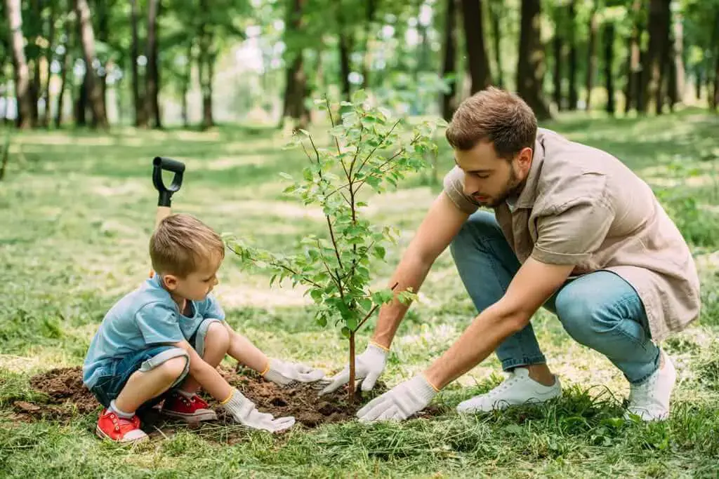 planting trees