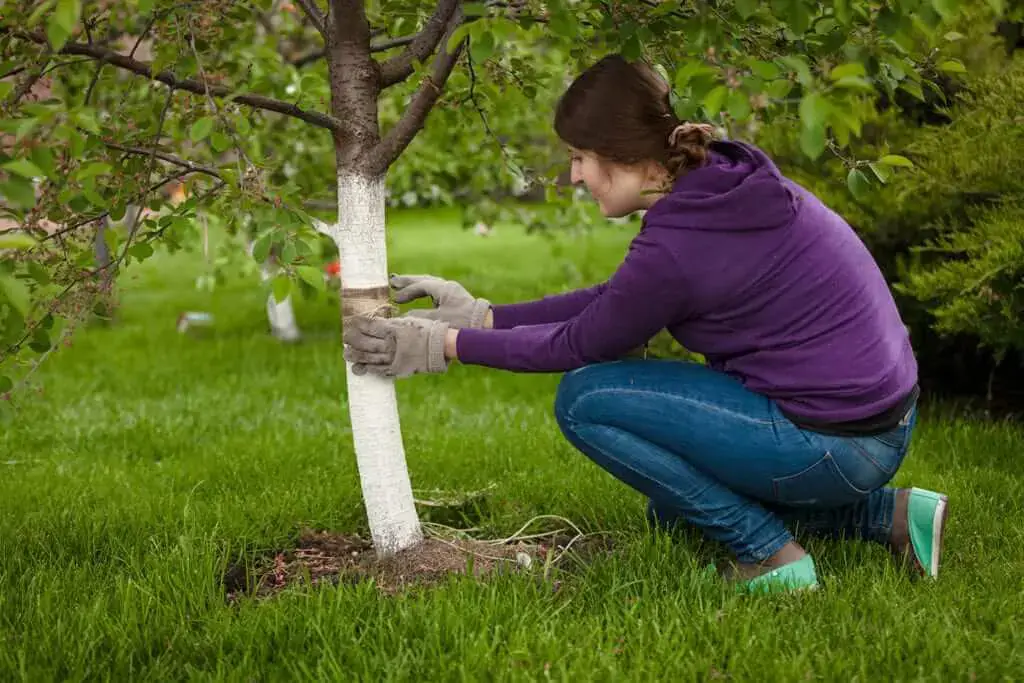 Trees Require the Least Amount of Water