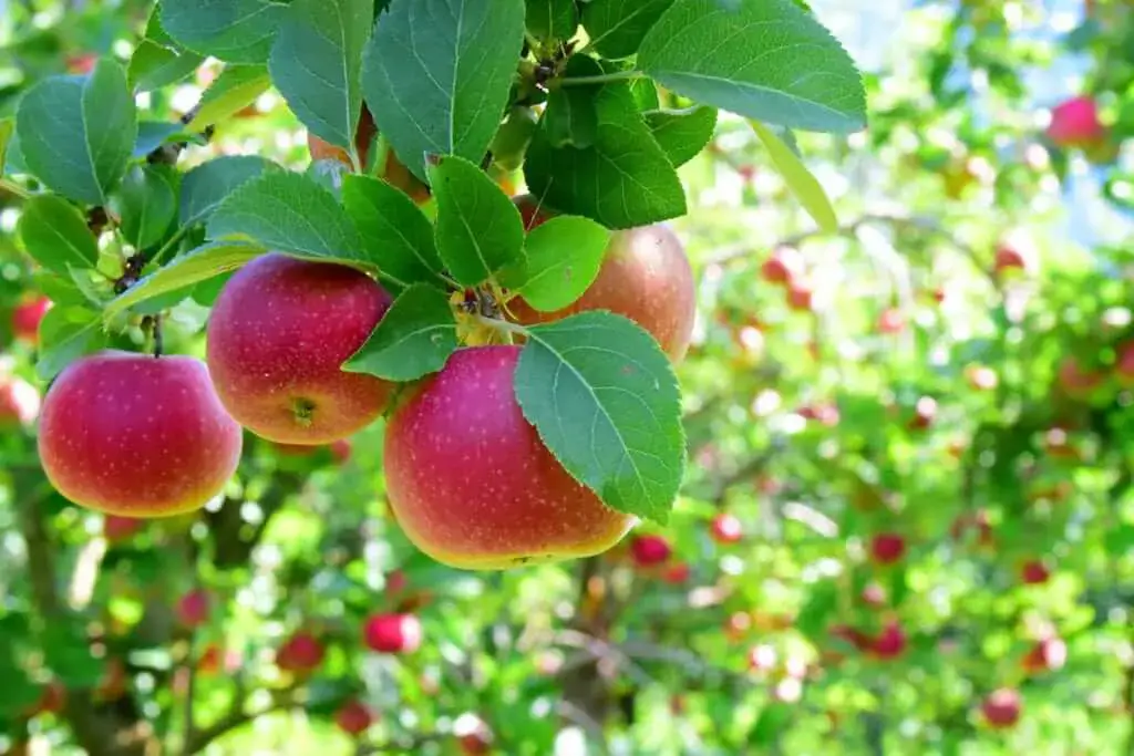 fruit trees granite city il