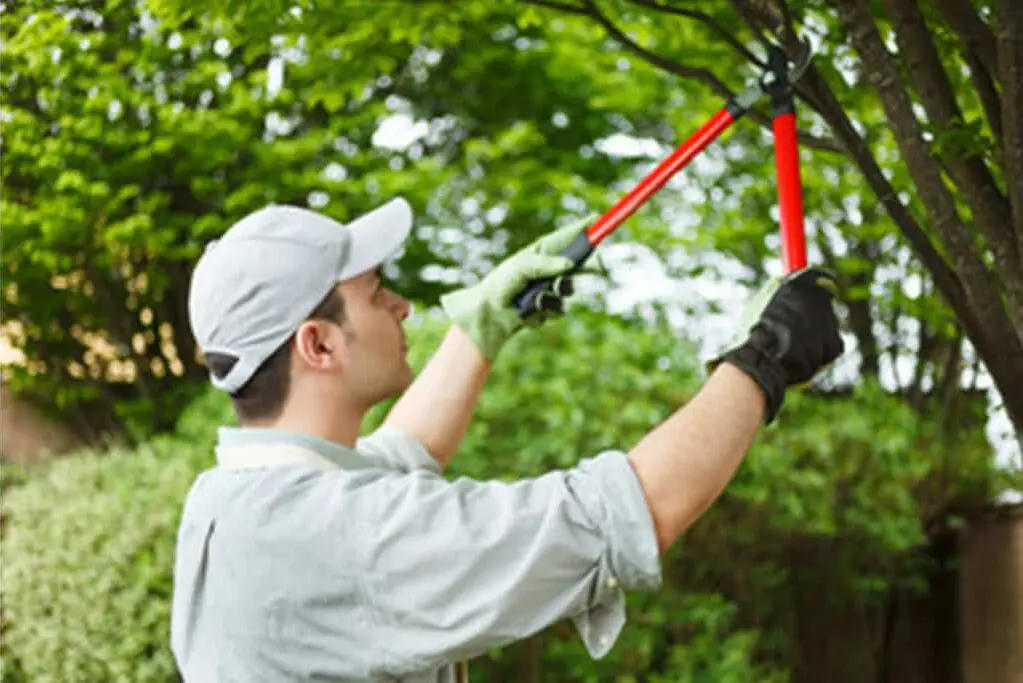 Tree Care Cost Collinsville IL