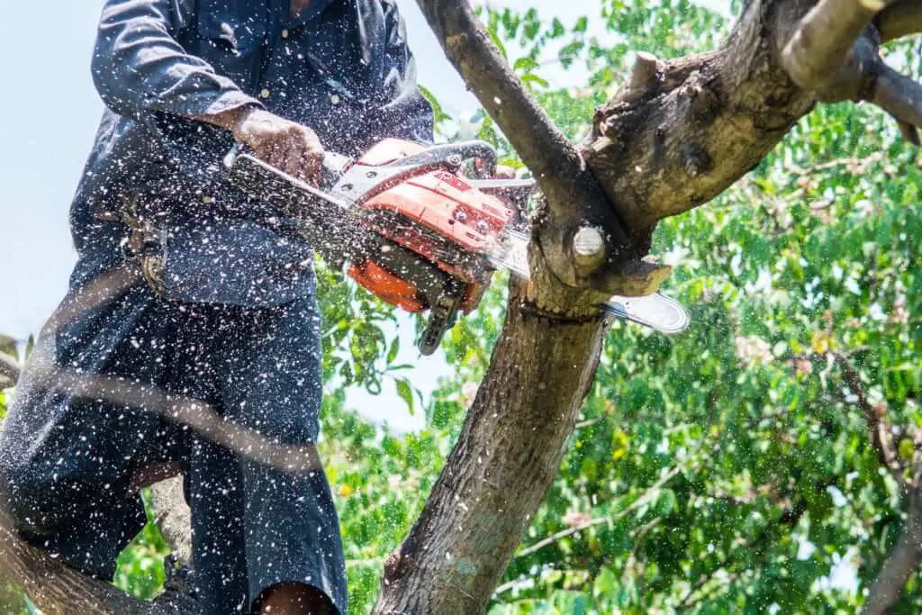 tree trimming