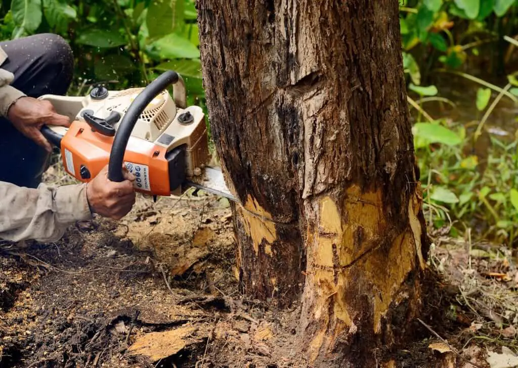 storm tree clean up o'fallon il