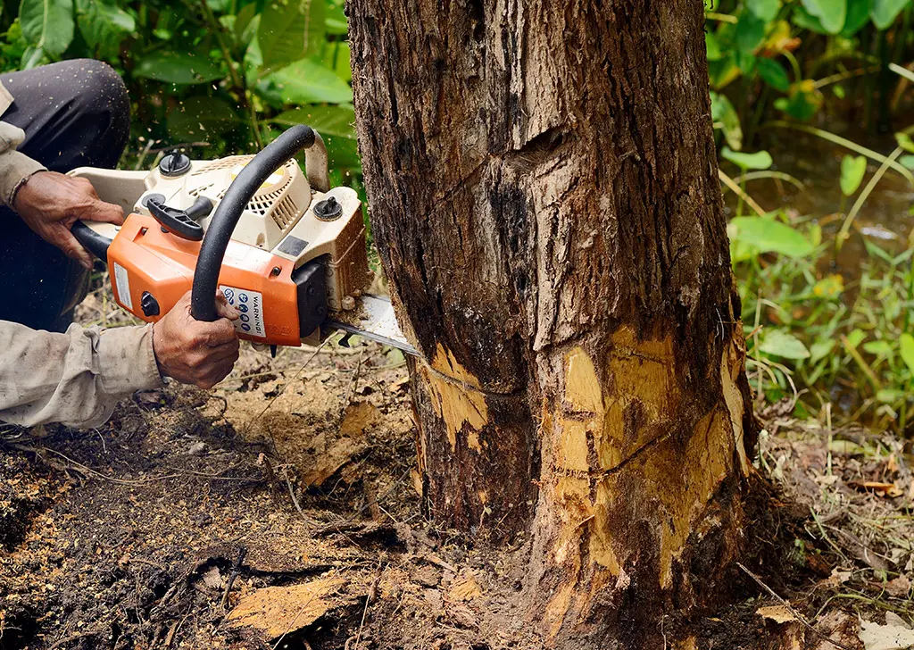 tree removal cahokia illinois