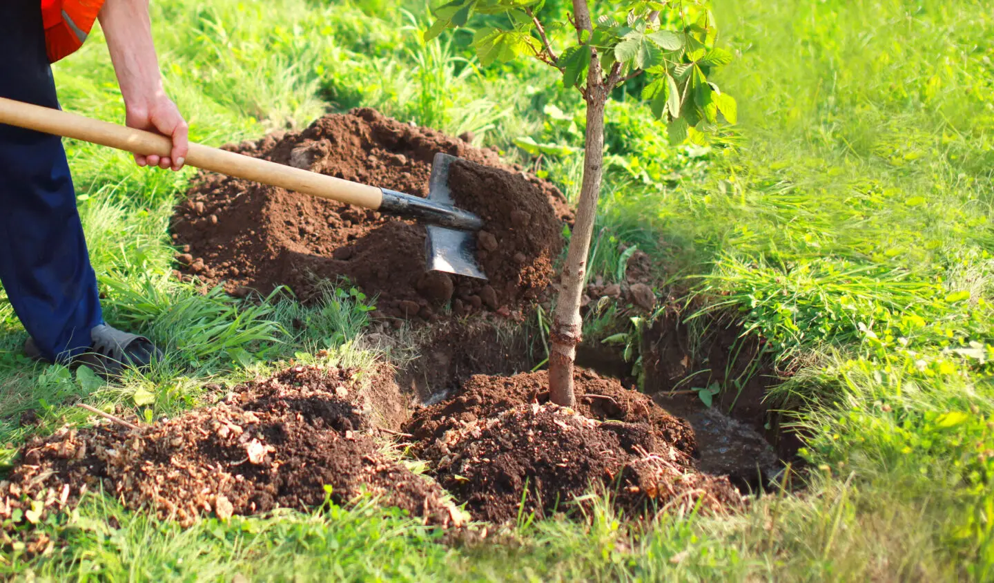 Tree Planting