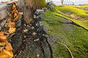 root foundation damage edwardsville il