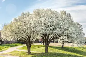 bradford pear trees granite city il