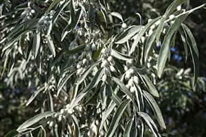 russian olive tree granite city il