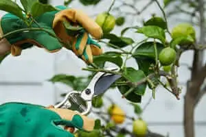 tree maintenance collinsville il