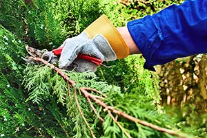 pine tree trimming service collinsville il