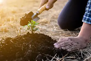 planting trees troy il