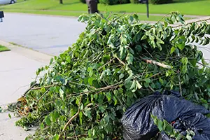 seasonal tree trimming service columbia il