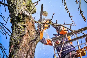 tree trimming service fall columbia il