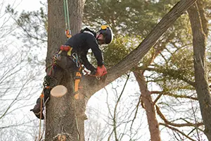 tree trimming service belleville il