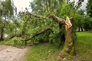 storm damage tree collinsville il