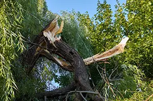 damaged tree o'fallon il