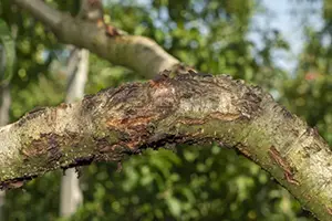 tree damage o'fallon il