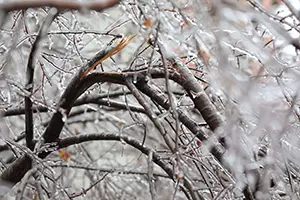 winter tree damage o'fallon il