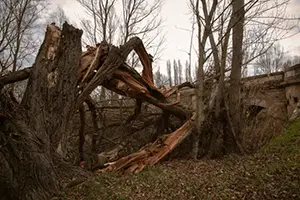 damaged trees winter season o'fallon il