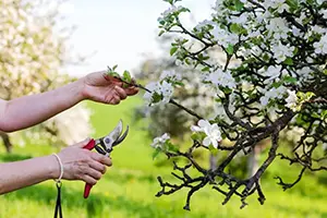 tree pruning belleville il