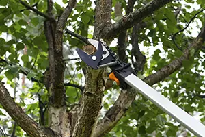 seasonal pruning belleville il