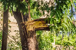 damaged trees o'fallon il