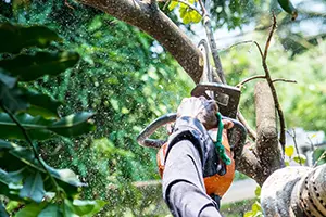 Tree Trim