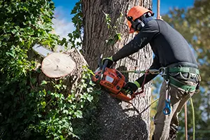 Tree Trimming