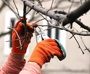 Tree Care