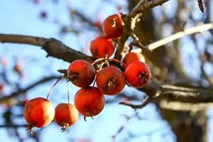 crab apple trees and tree removal edwardsville il