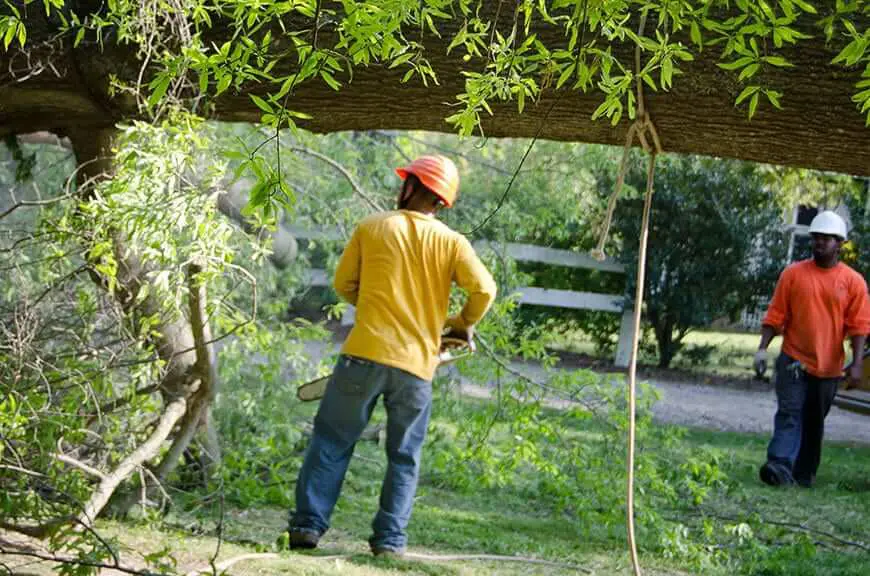 tree removal and trimming cahokia il