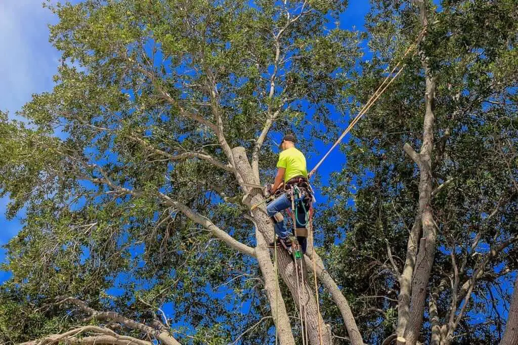 tree removal service metro east