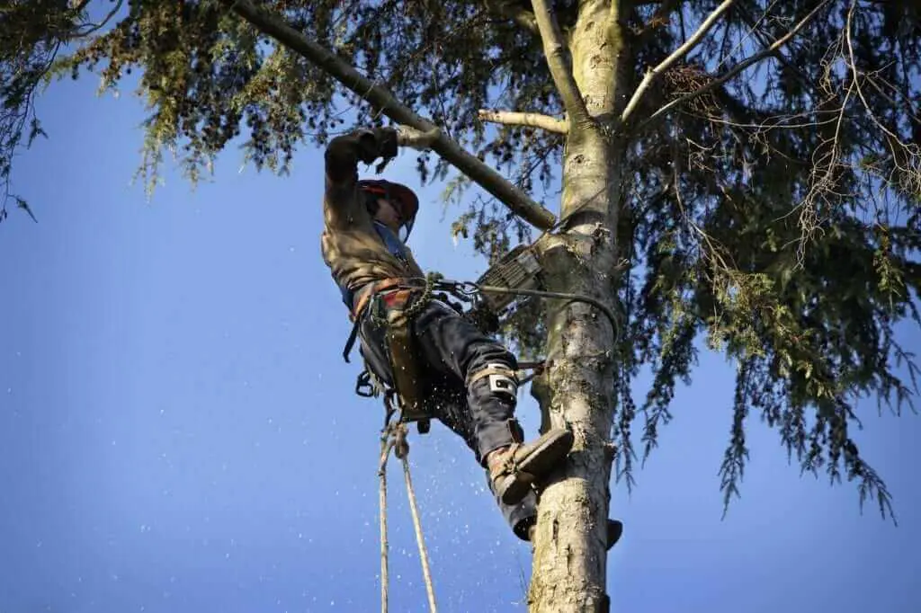 tree pruning metro east