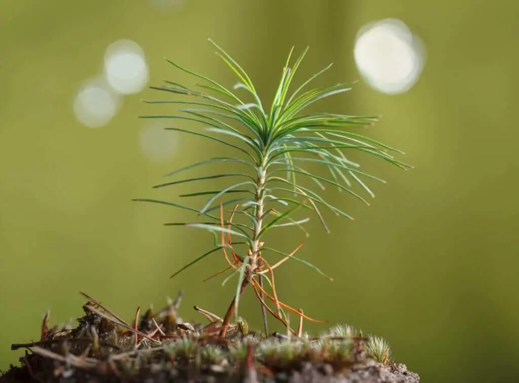 pine tree sapling slow growing tree