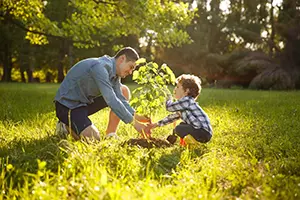 spring tree planting collinsville il