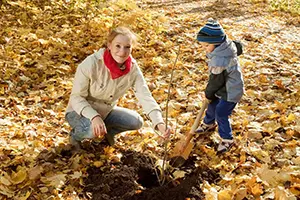 fall tree planting collinsville il