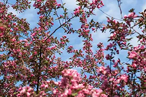 crab apple tree belleville il