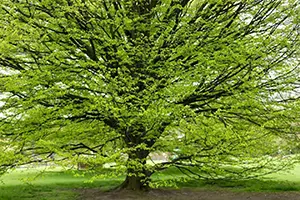 hornbeam tree granite city il