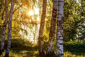 birch tree granite city il