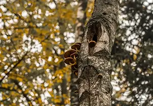 tree fungus belleville il