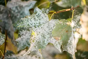 powedery mildew belleville il