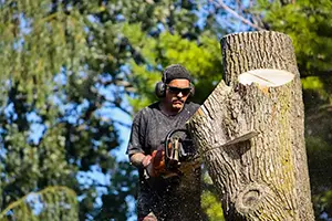 when to start tree trimming troy il