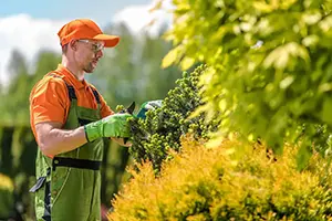 local tree trimmers troy il