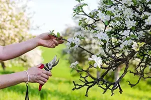 tree care timing waterloo il